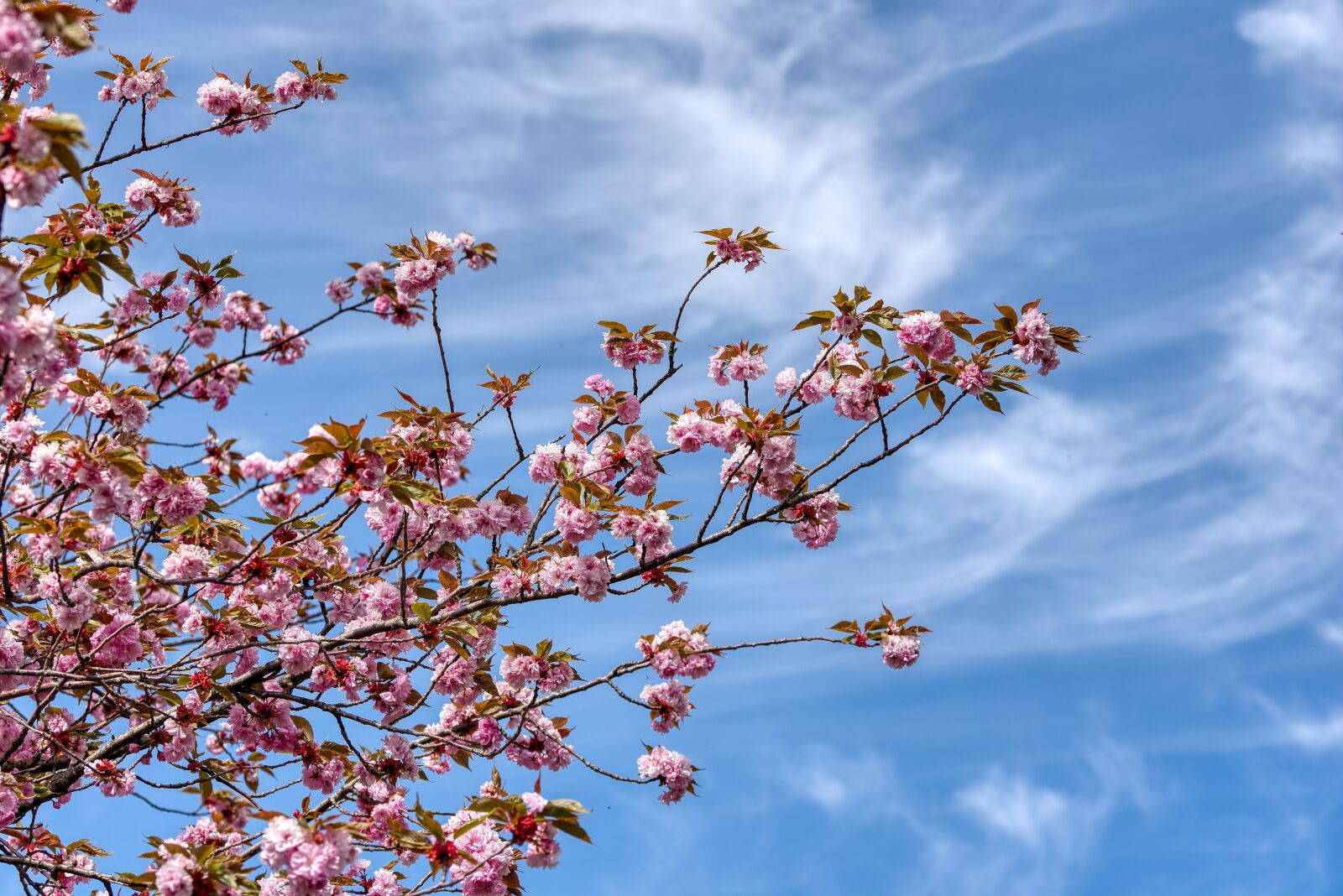 Nikon D750 sample photo. Prunus serrulata, japanese flowering photography
