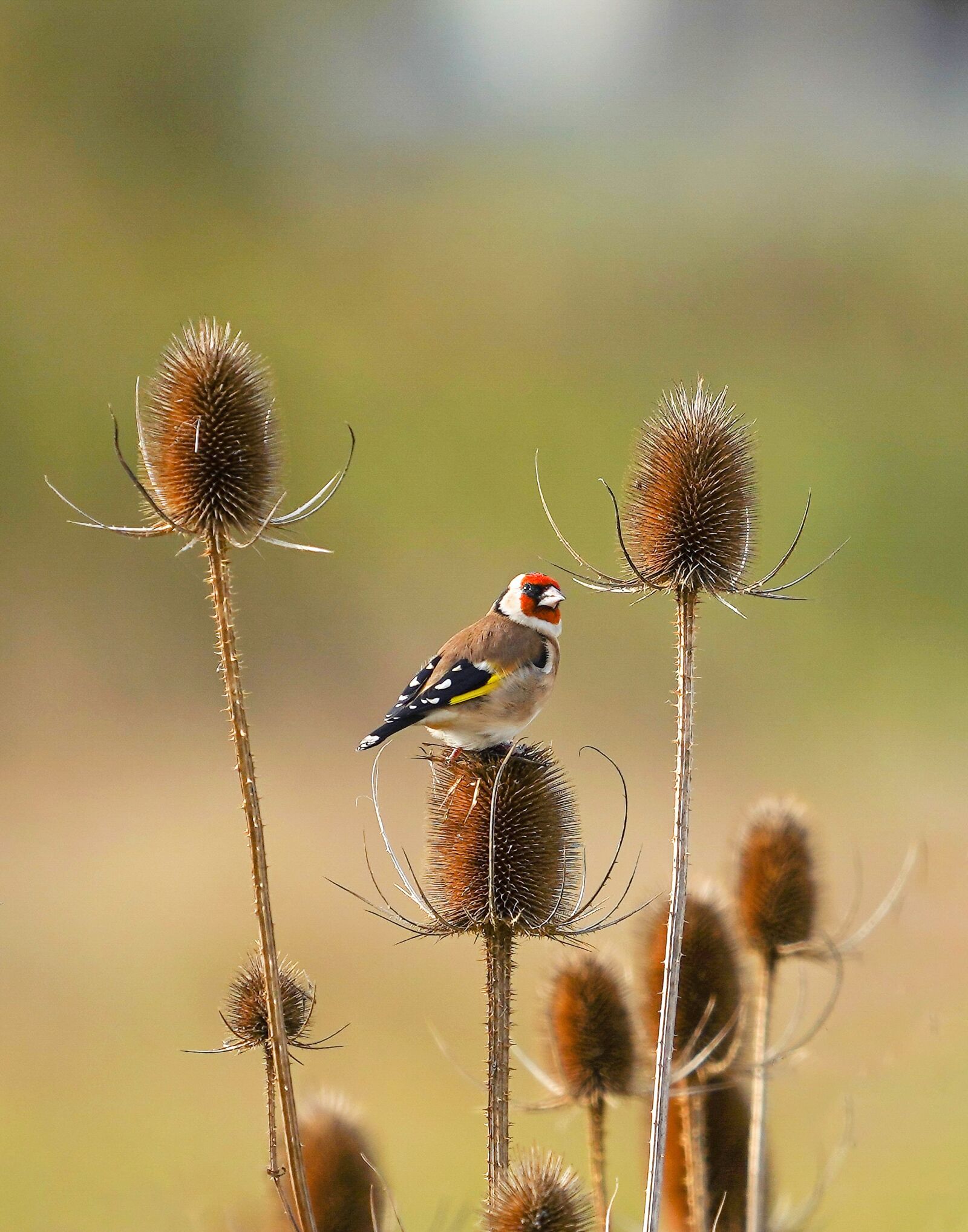 Sony a7 III sample photo. Bird, goldfinch, nature photography