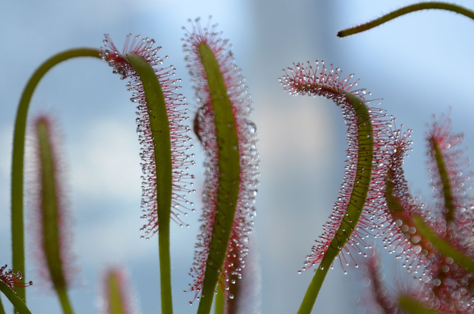 Nikon D5100 sample photo. Carnivorous plant, drop, green photography