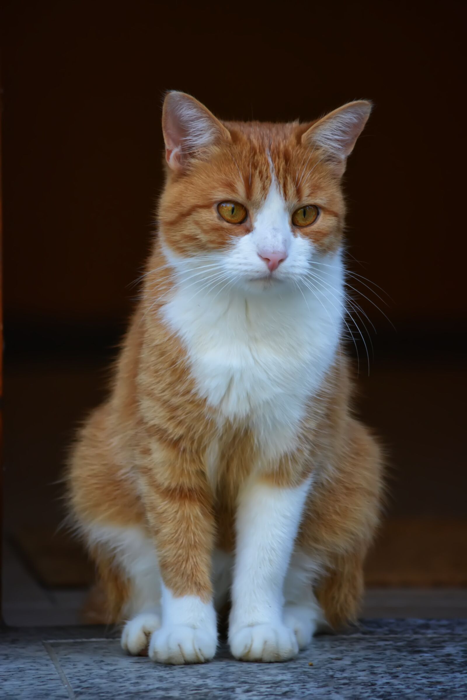 Nikon D5200 sample photo. Cat, redhead, fur photography