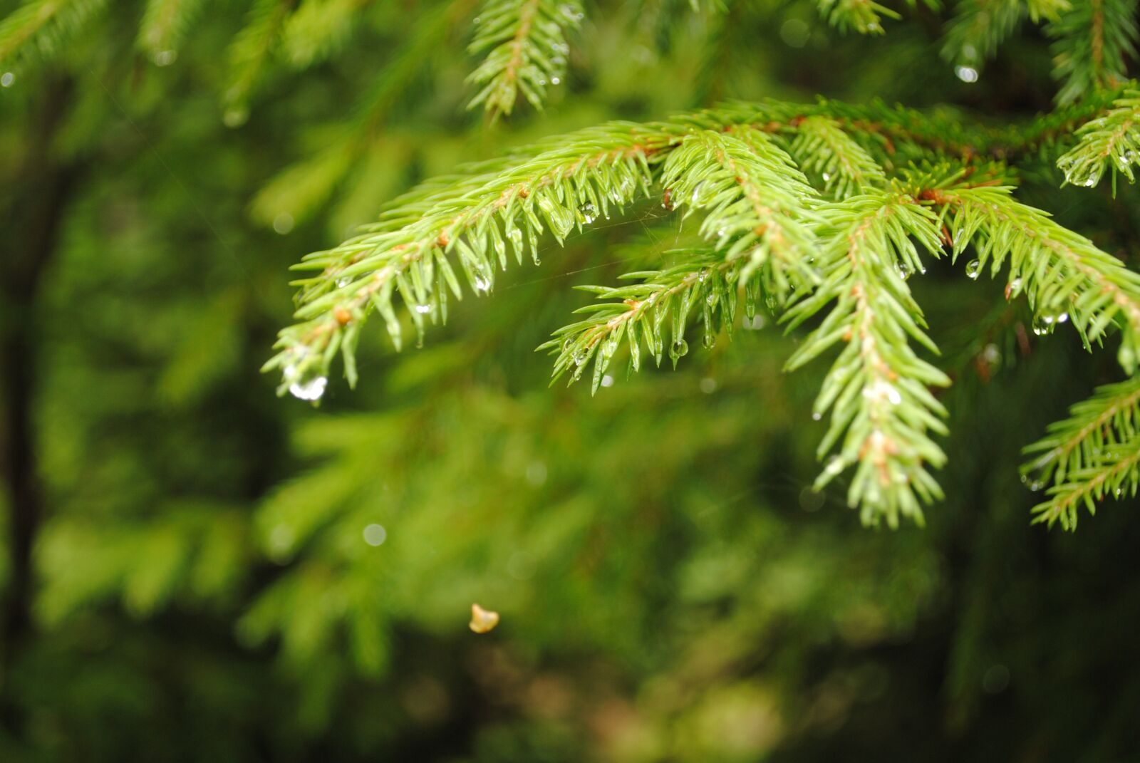 Nikon D3000 sample photo. Foliage, forest, forests photography