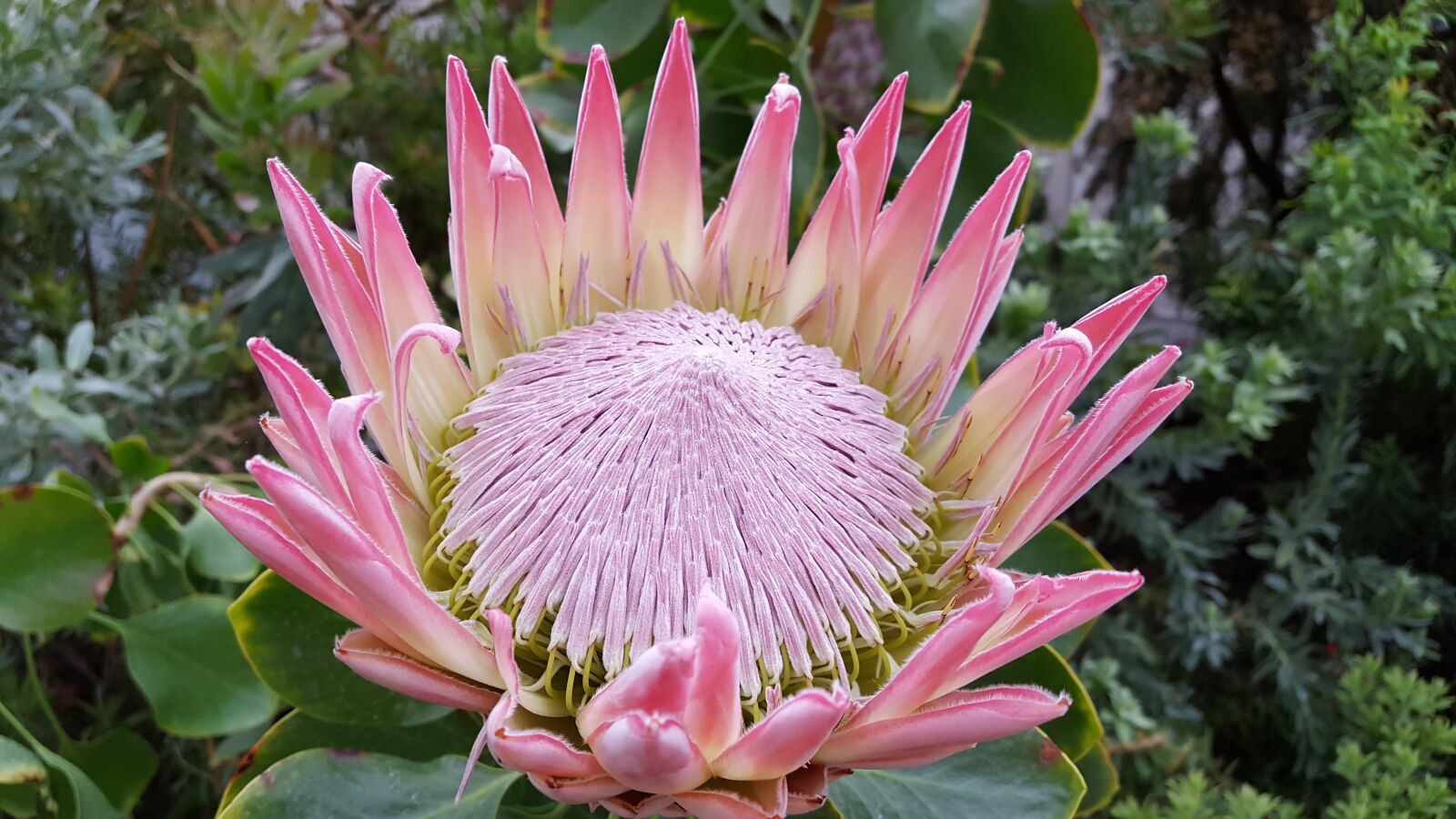 Samsung Galaxy S6 sample photo. Protea, sugar bushes, sugar photography