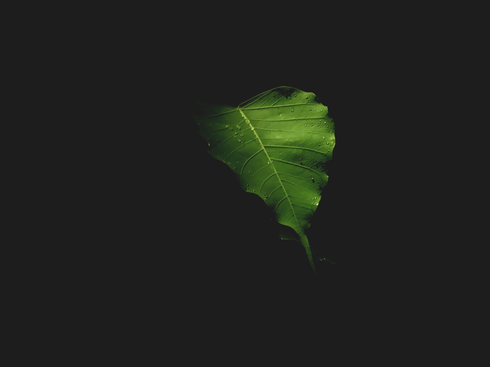 Apple iPhone XS Max sample photo. Bodhi tree, leaf, green photography
