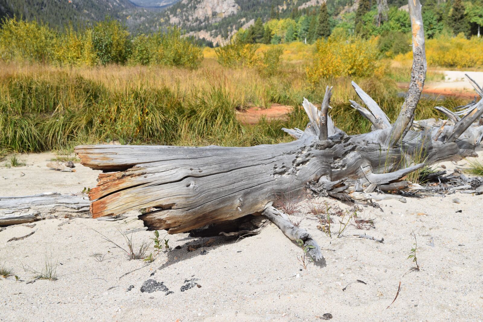 Nikon D3300 sample photo. Log, stream, outdoors photography