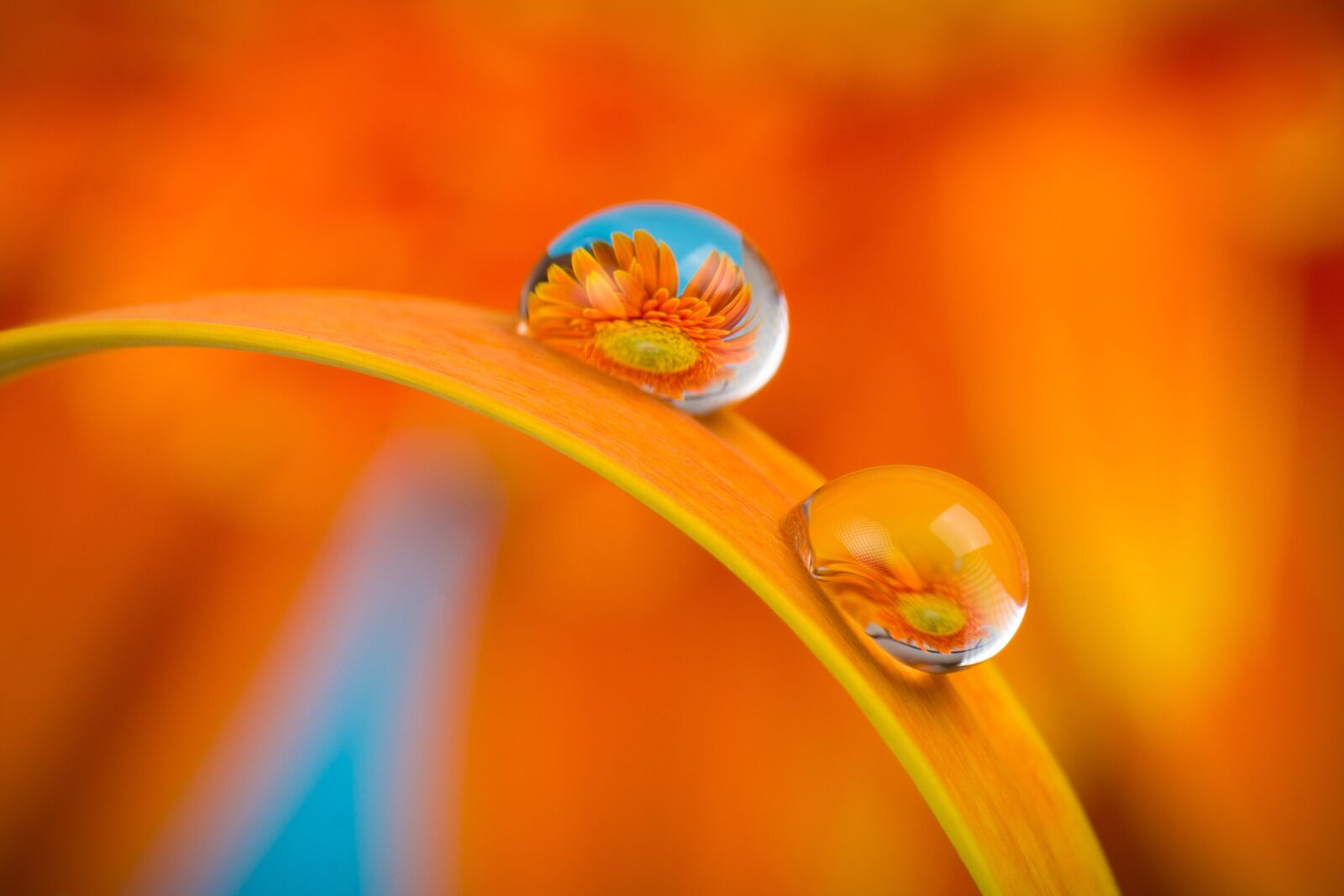 Nikon D7100 sample photo. Flower, macro, water photography