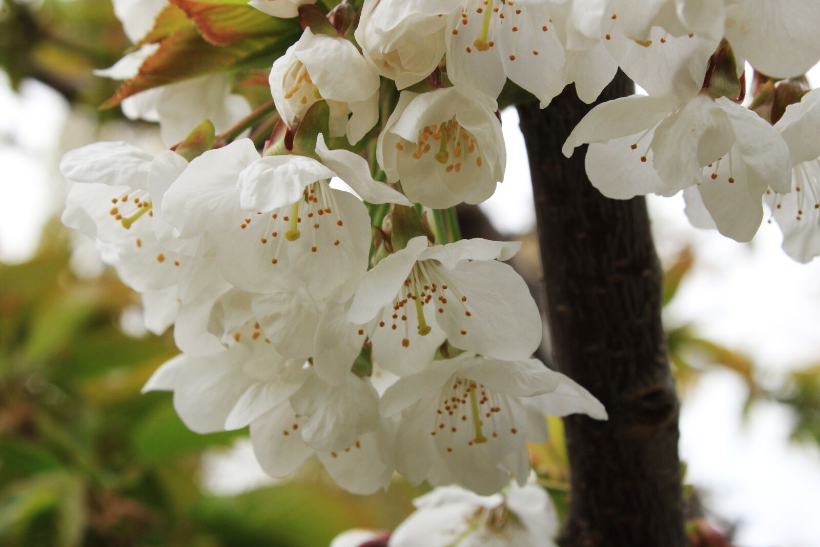 Canon EOS 2000D (EOS Rebel T7 / EOS Kiss X90 / EOS 1500D) sample photo. Cherry blossoms, spring, cherry photography