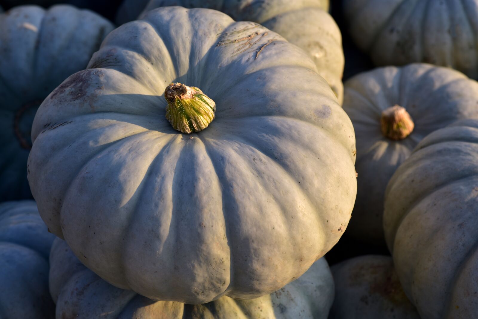 Nikon D750 sample photo. Crown-prince, pumpkin, green photography
