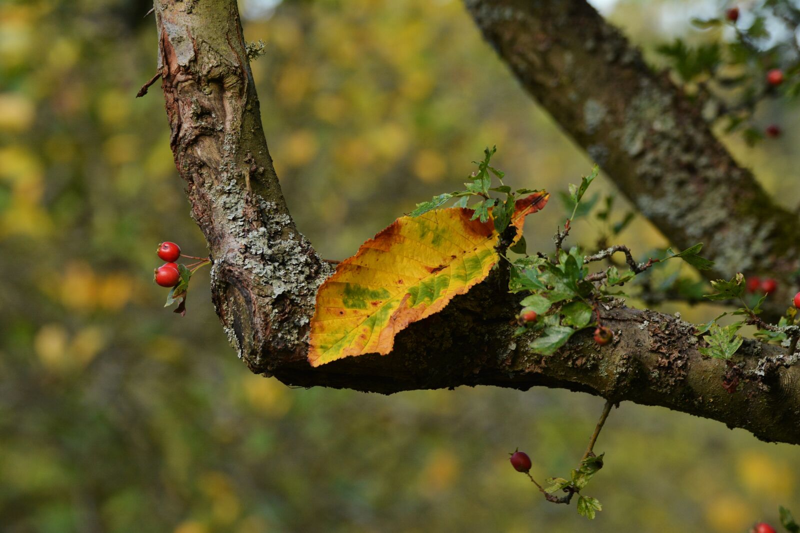 Nikon D5200 sample photo. Autumn leaf, autumn colours photography