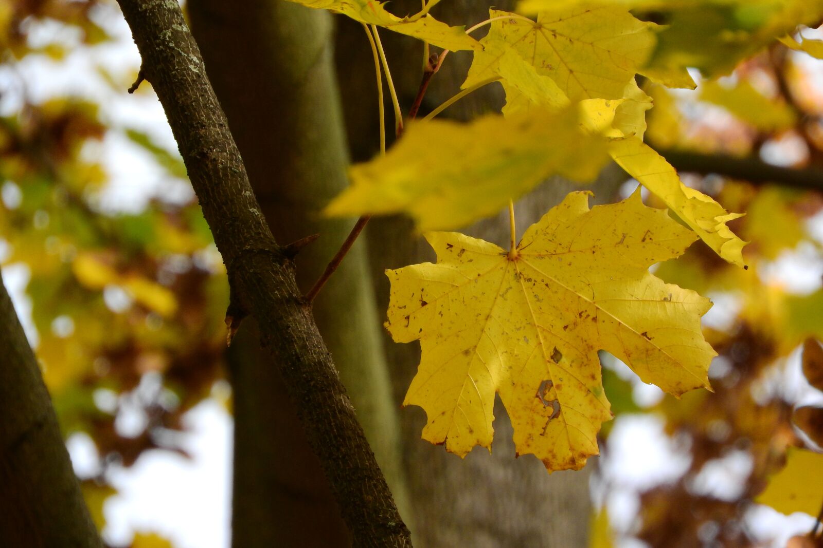 Nikon Coolpix P610 sample photo. Norway maple, maple leaves photography