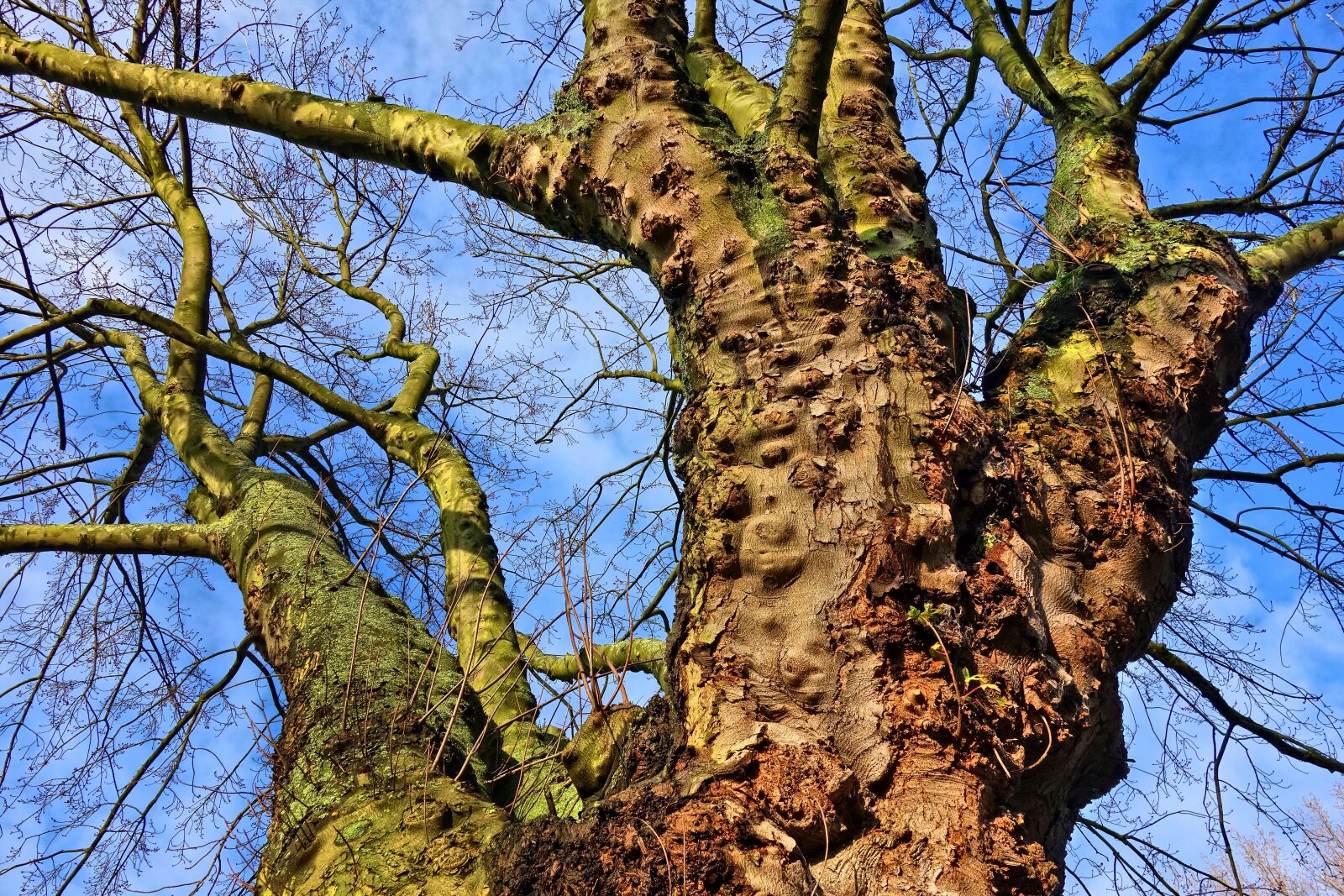 Sony Cyber-shot DSC-RX100 sample photo. Tree, trunk, branch photography