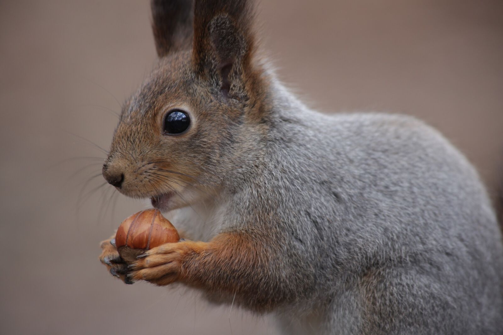 Canon EOS 5D Mark II sample photo. Cute, mammals, living nature photography