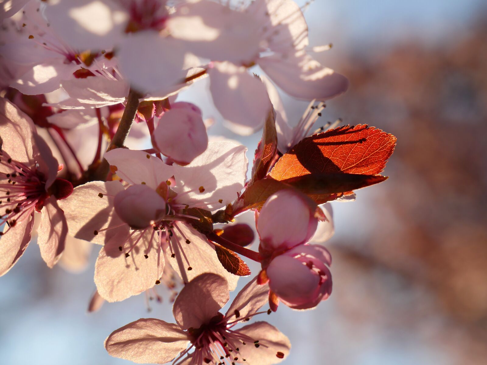 Panasonic Lumix DMC-GX8 sample photo. Cherry tree, flowers, spring photography