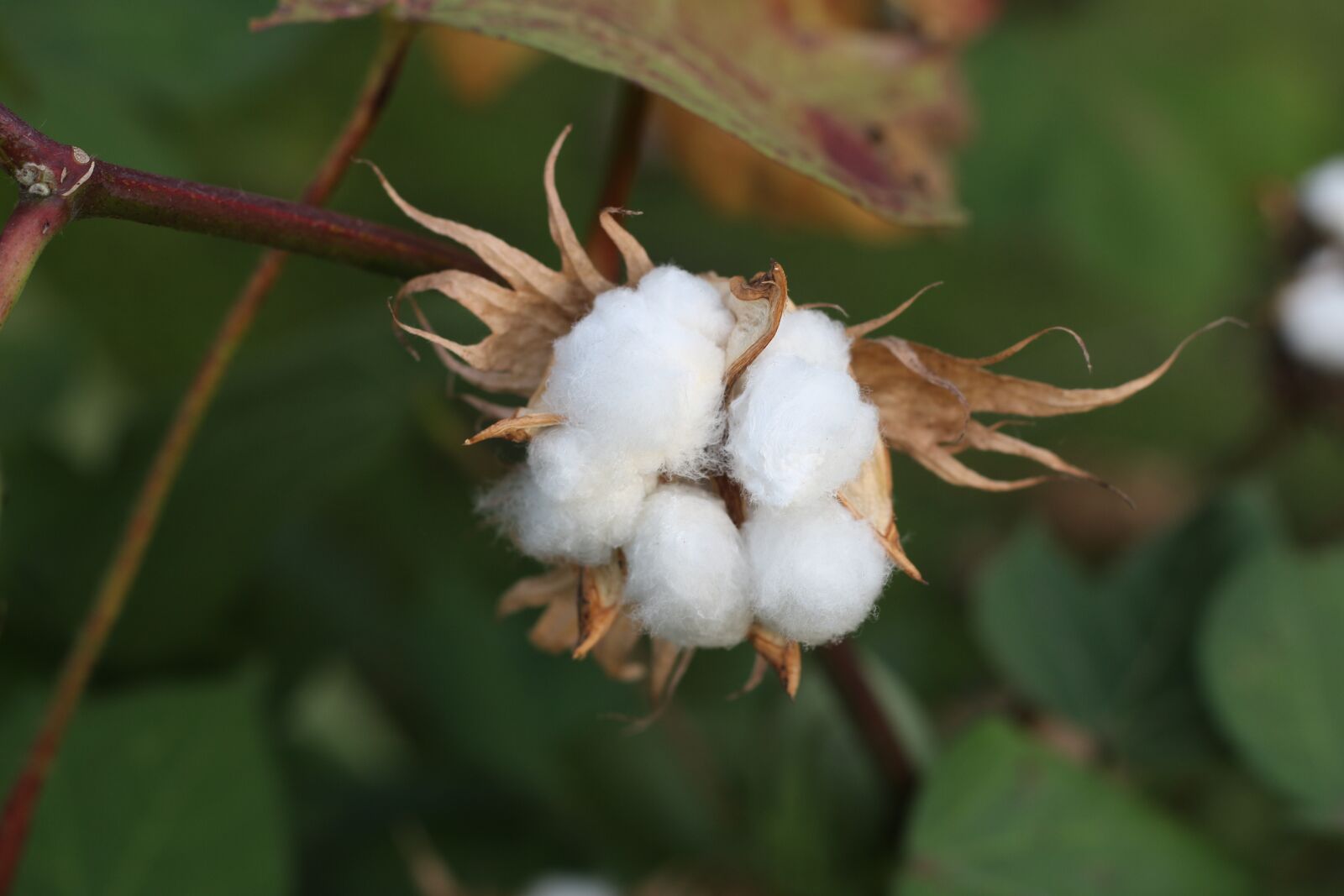 Canon EOS 100D (EOS Rebel SL1 / EOS Kiss X7) + Canon EF 50mm F1.8 STM sample photo. Cotton, fruit, open country photography