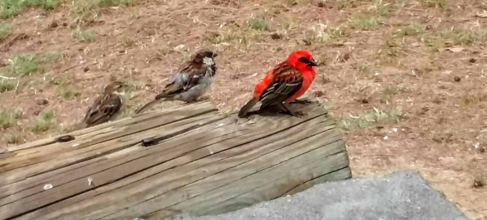 Samsung Galaxy Grand Prime sample photo. Animal, nature, birds photography