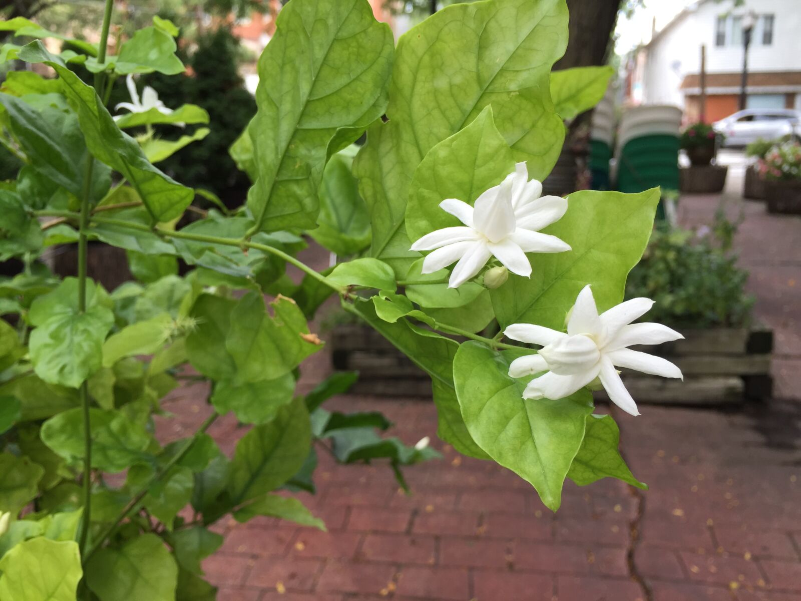 Apple iPhone 6 Plus sample photo. Bloom, flora, jasmine, natural photography