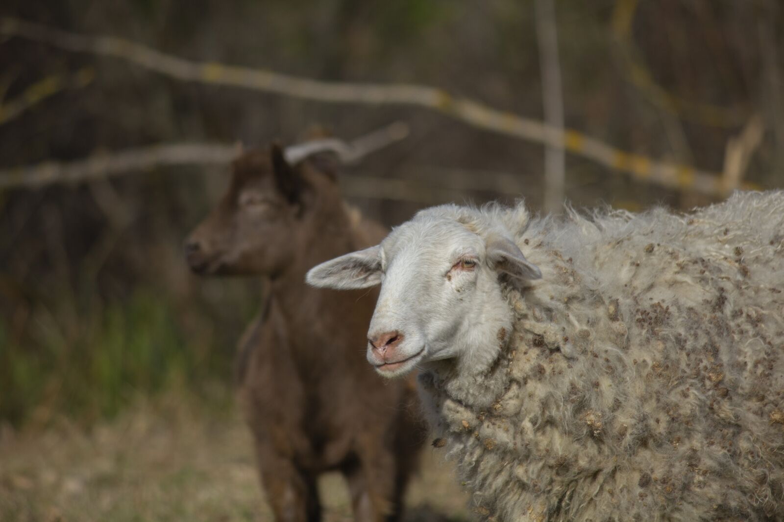 Canon EOS 550D (EOS Rebel T2i / EOS Kiss X4) + Canon EF-S 55-250mm F4-5.6 IS II sample photo. Goat, kid, sheep photography