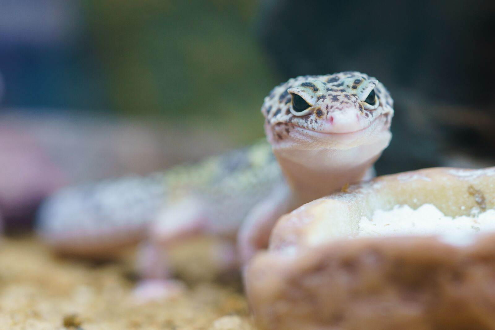 Sony a7R II + Sony FE 90mm F2.8 Macro G OSS sample photo. Gecko, reptile, terrarium photography