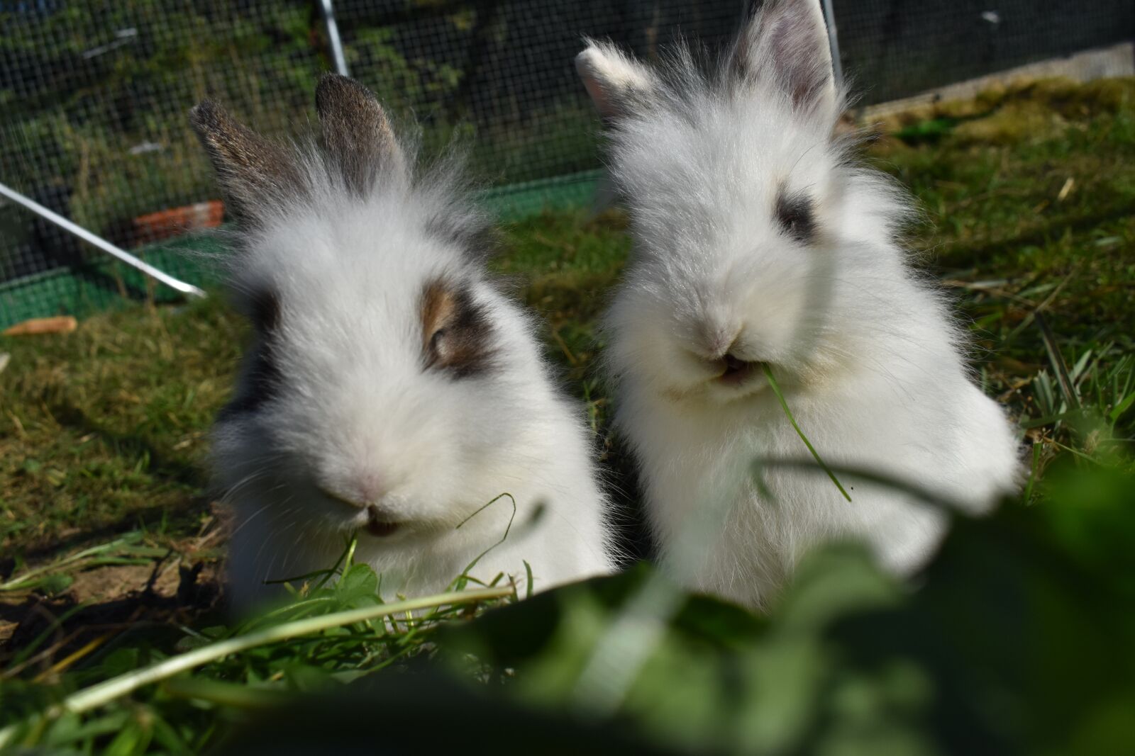 Nikon D3500 sample photo. Rabbit, hare, dwarf rabbit photography
