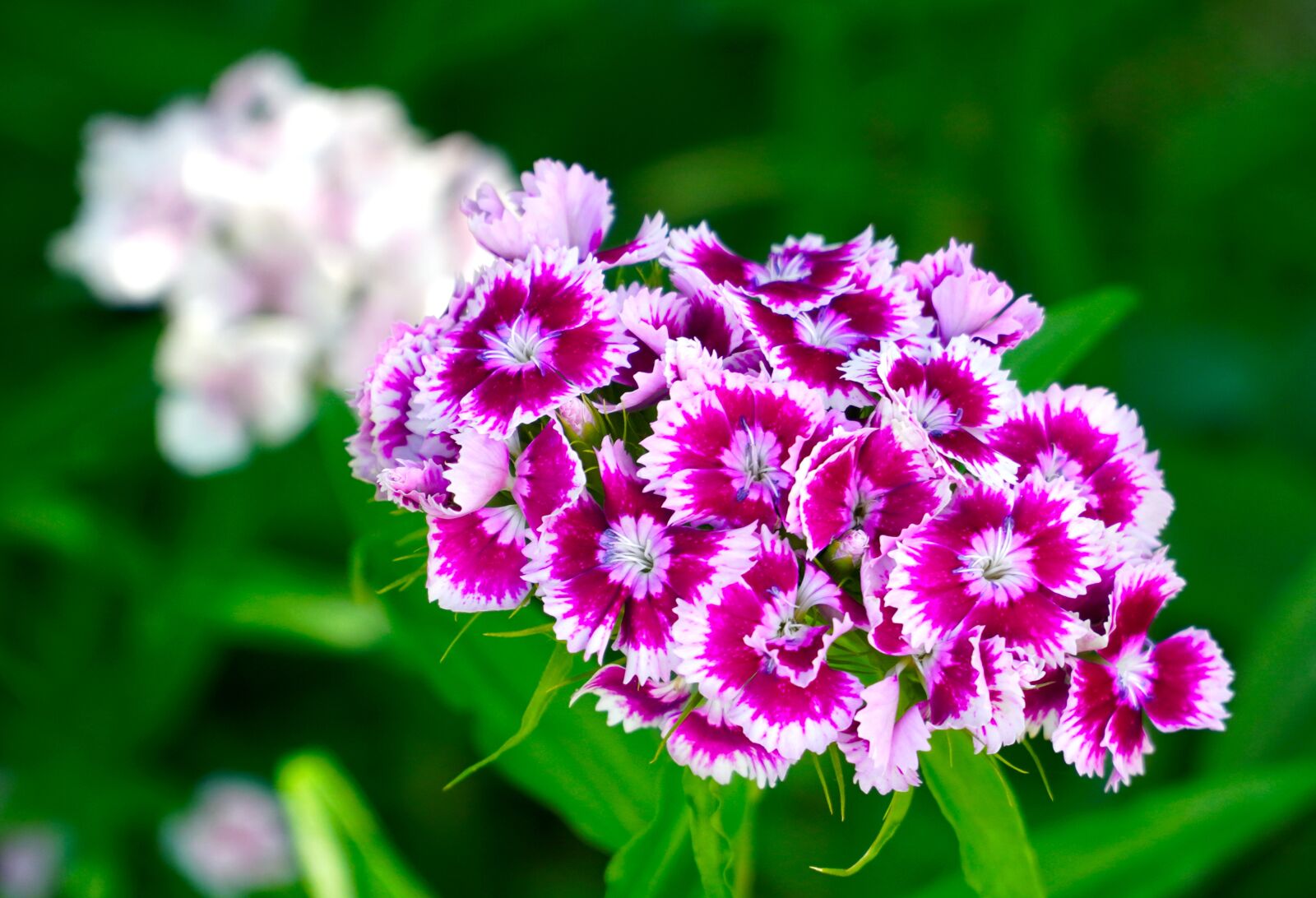 Sony a6400 + Sony E PZ 18-105mm F4 G OSS sample photo. Sweet william, flower, dianthus photography