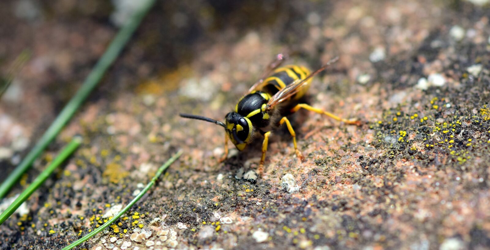 Nikon D3300 sample photo. Wasp, insect, nature photography