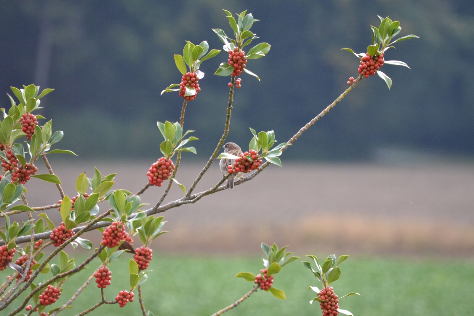 Nikon D3100 sample photo. Bird, nature, tree photography
