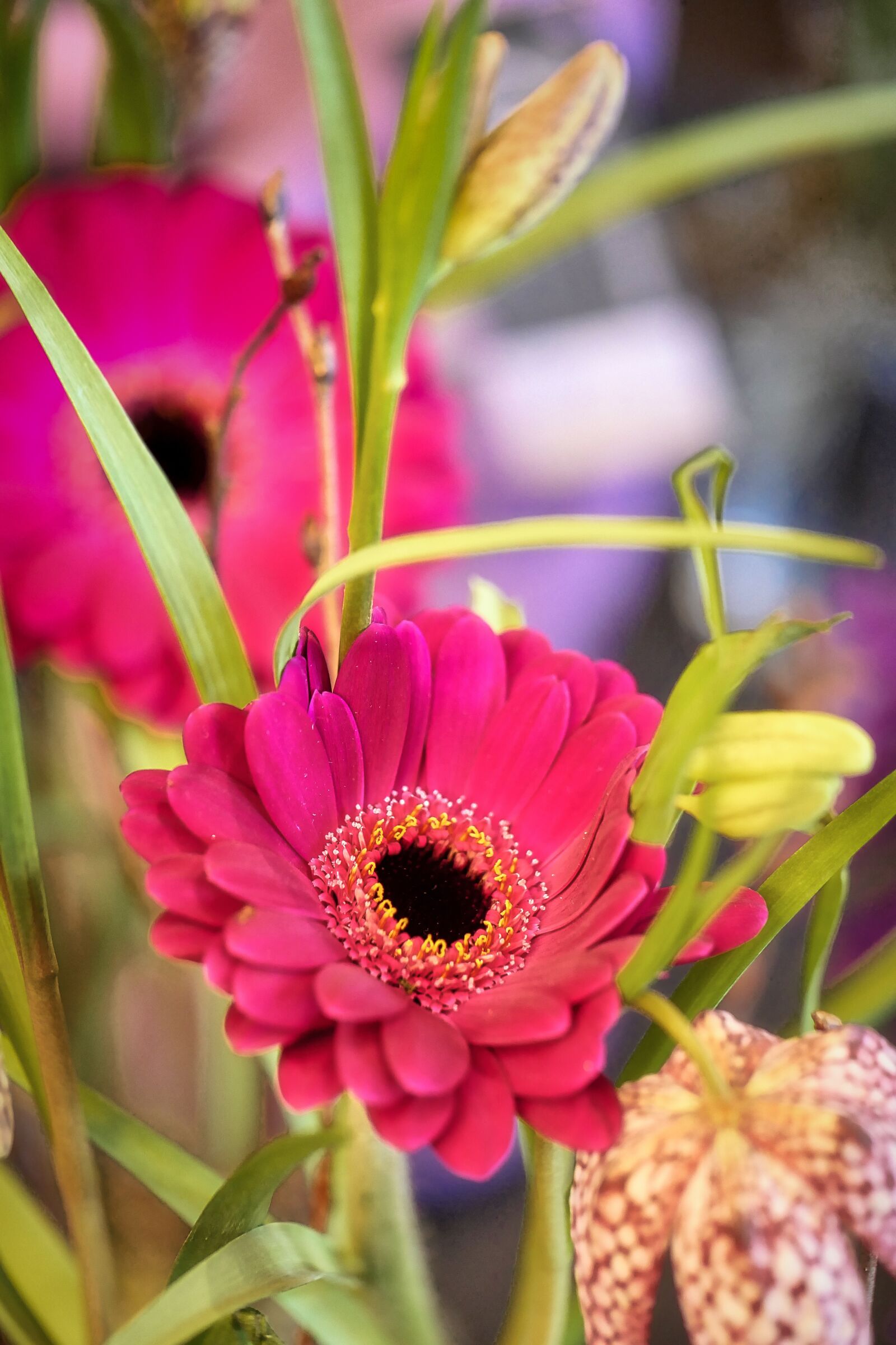 Panasonic Lumix DMC-GX8 sample photo. Flower, nature, plant photography