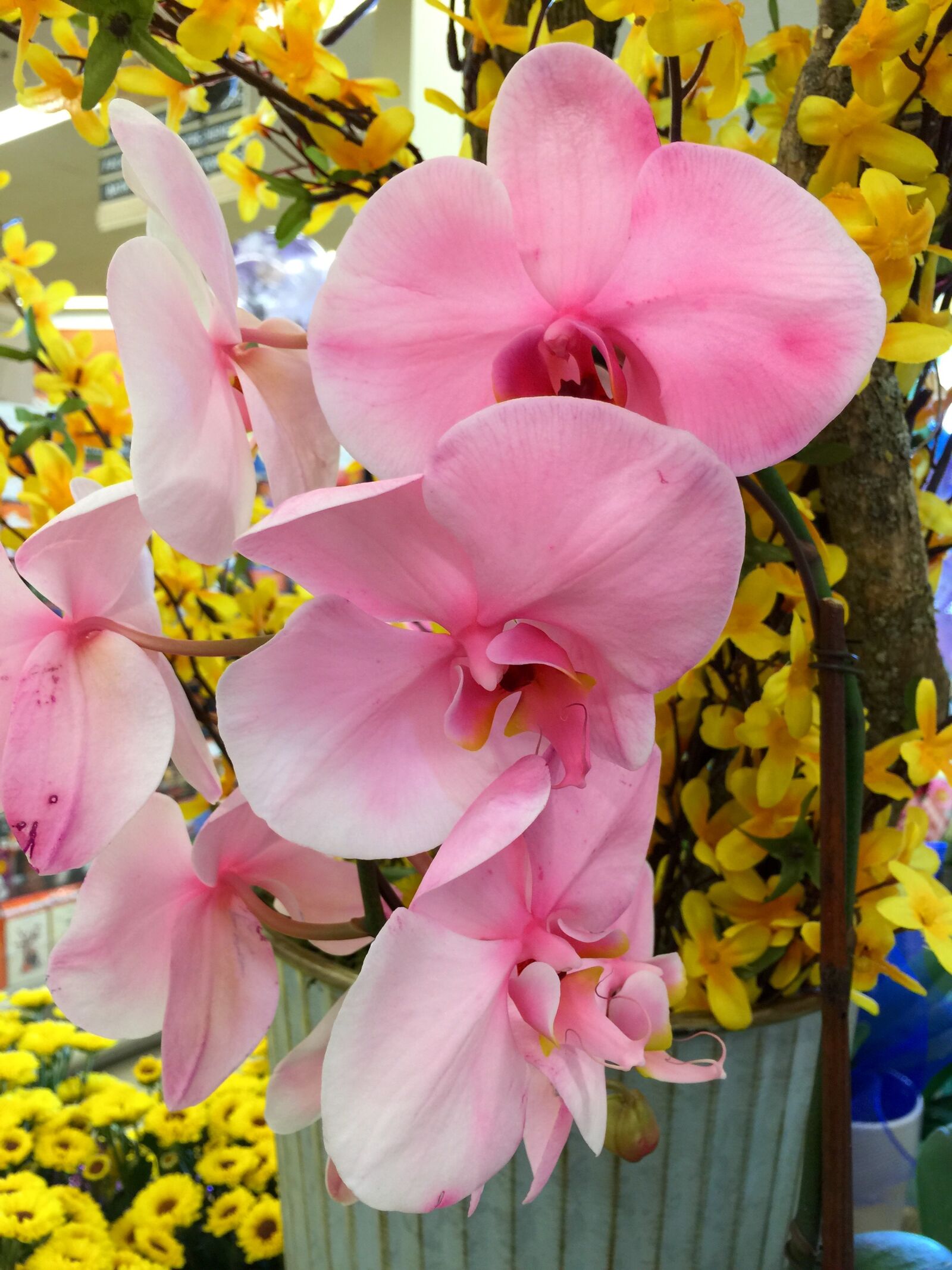 iPhone 6 Plus back camera 4.15mm f/2.2 sample photo. Bloom, blossom, close, colored photography