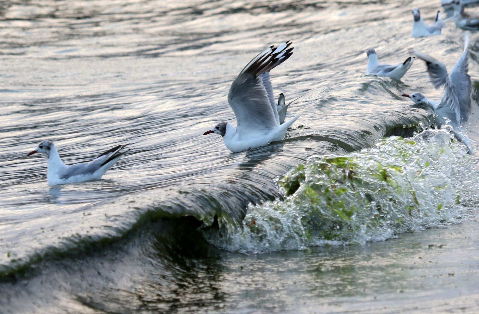 Canon EOS 7D Mark II + Canon EF 100-400mm F4.5-5.6L IS USM sample photo. Seagulls, birds, waves photography