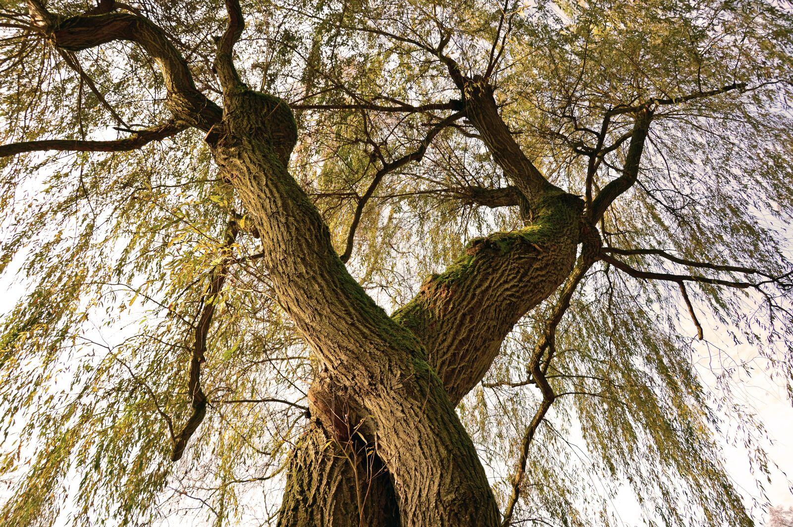 Nikon D3200 sample photo. Log, tree, devoured photography
