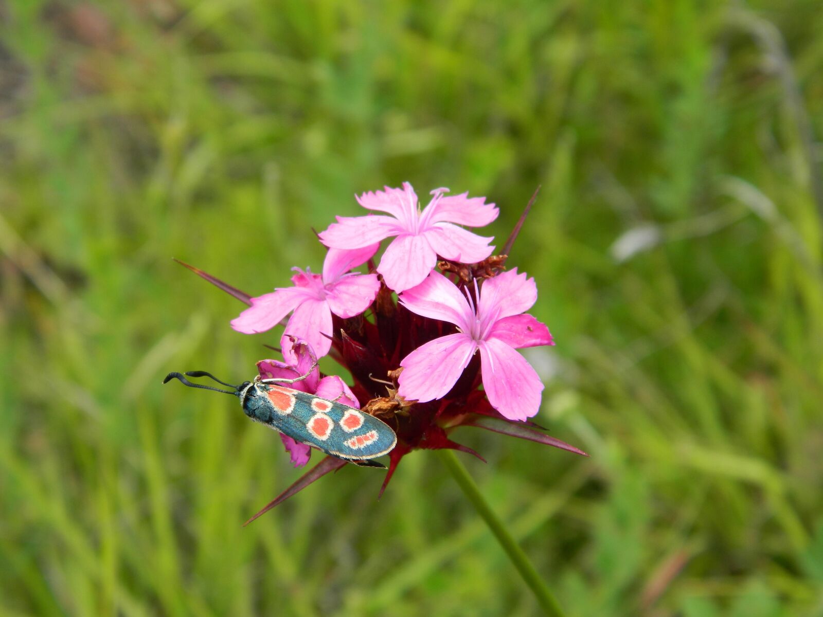 Nikon COOLPIX L310 sample photo. Nature, insects, flowers photography