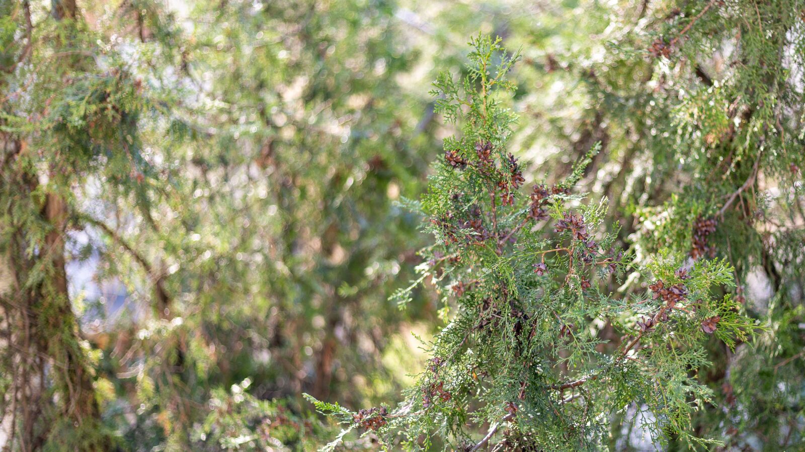 Canon EOS 6D + Canon EF 50mm F1.8 STM sample photo. Pine, dizzy, green photography