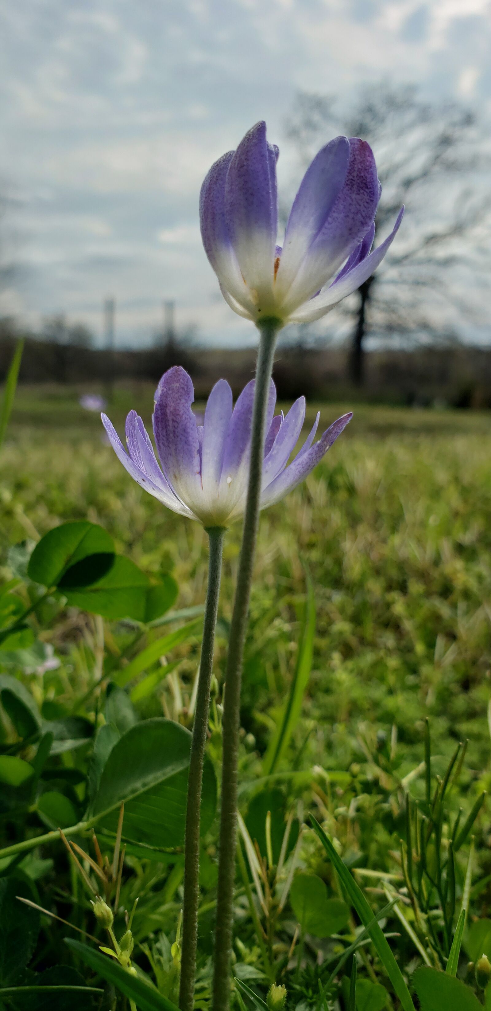 Samsung Galaxy S9 sample photo. Purple, wild, flower photography