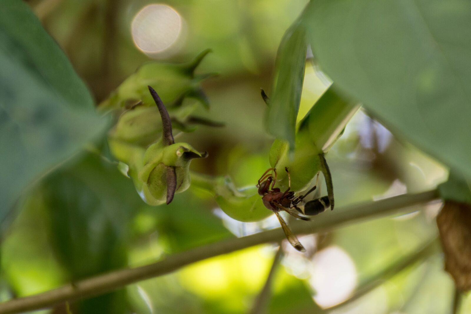 Nikon D7200 sample photo. Insects, autumn leaves, the photography