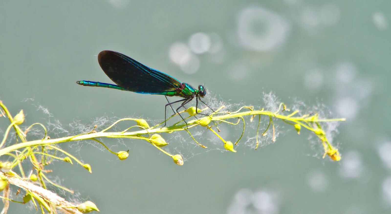 Canon EOS 7D + Canon EF 70-300mm F4-5.6 IS USM sample photo. Dragonfly, insect, demoiselle photography