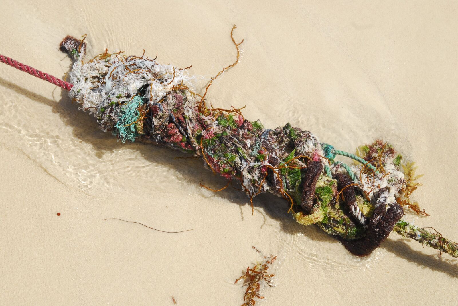 Nikon D200 sample photo. Rope, cord, leash photography