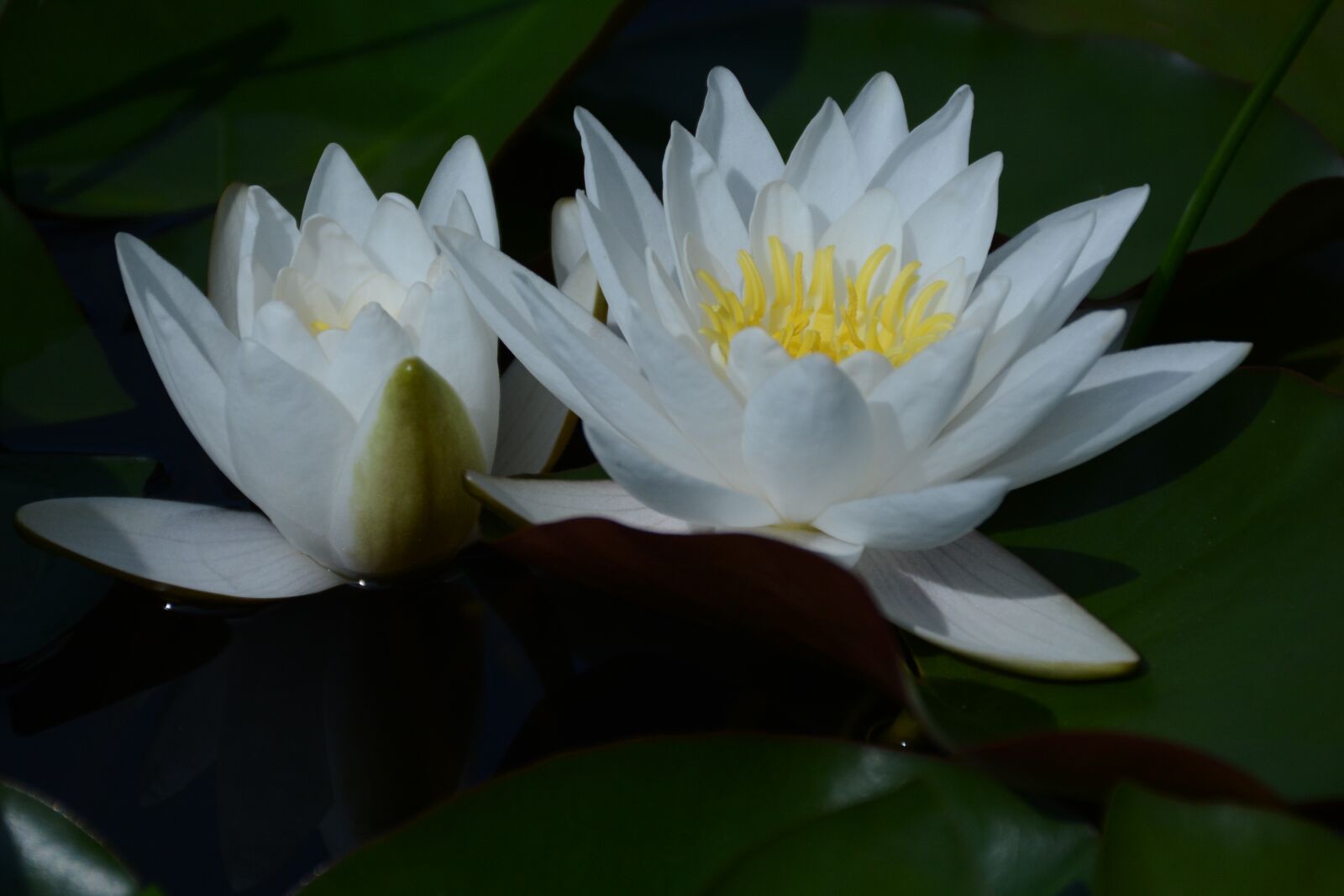 Nikon D7100 sample photo. Water lily snow-white, white photography