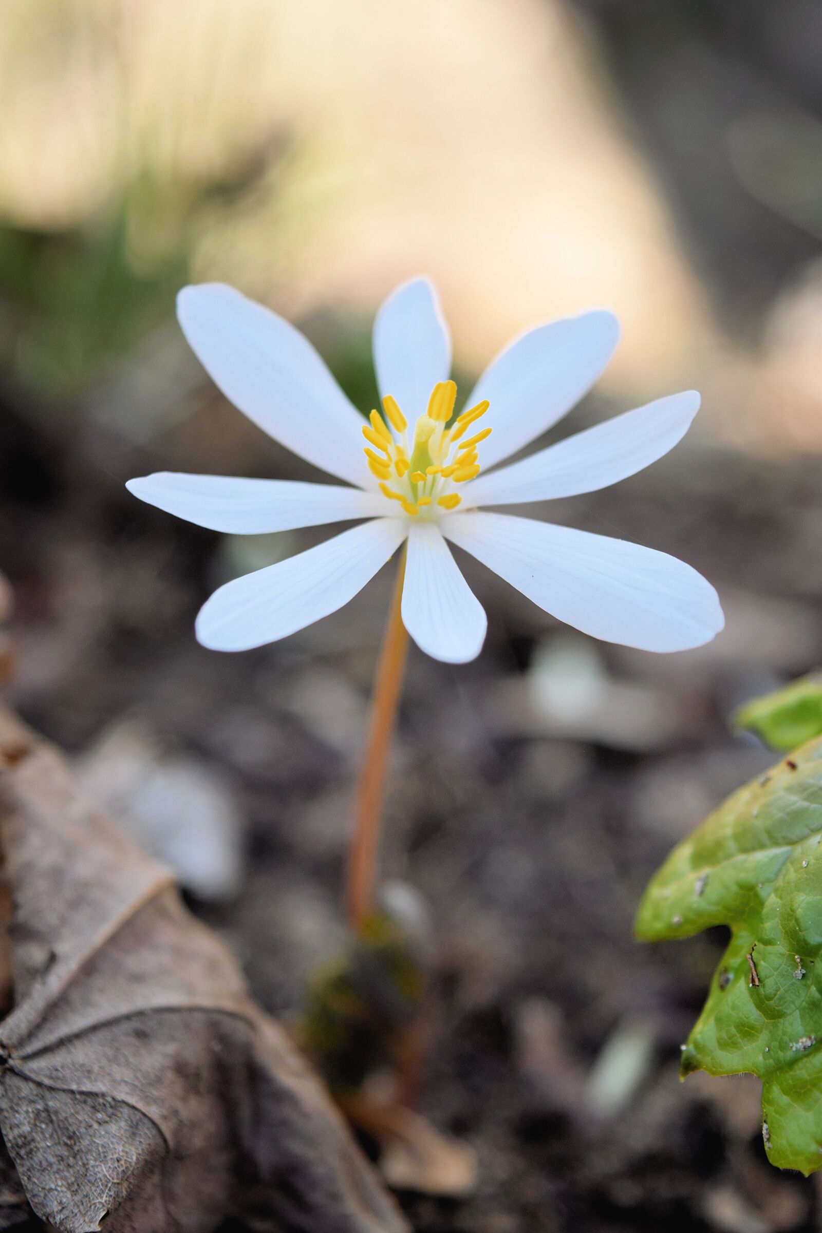 Nikon D3300 sample photo. Bloodroot, spring, woods photography