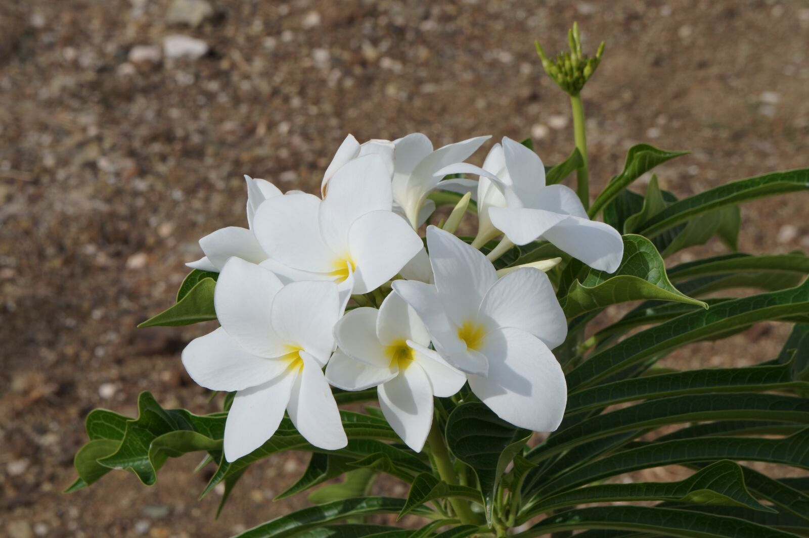 Sony Alpha a3000 + Sony E 18-55mm F3.5-5.6 OSS sample photo. Flower, white, plant photography