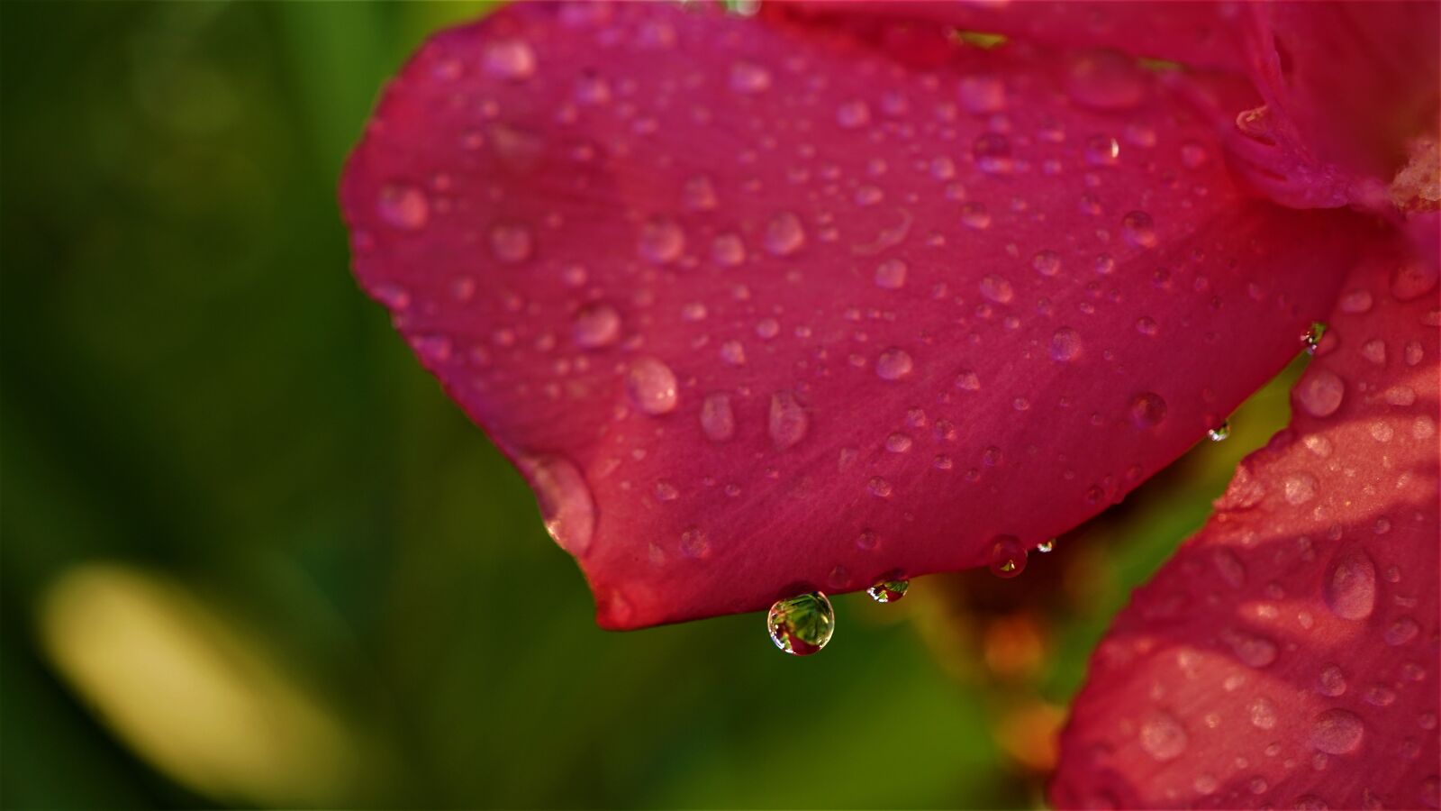 Sony E 30mm F3.5 Macro sample photo. Background, drop of water photography