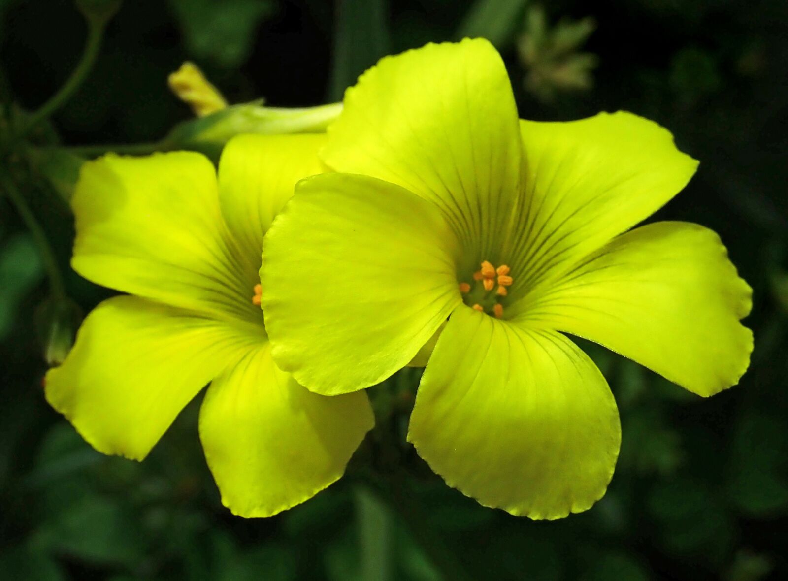 Olympus TG-5 sample photo. Flower, yellow, sour sob photography
