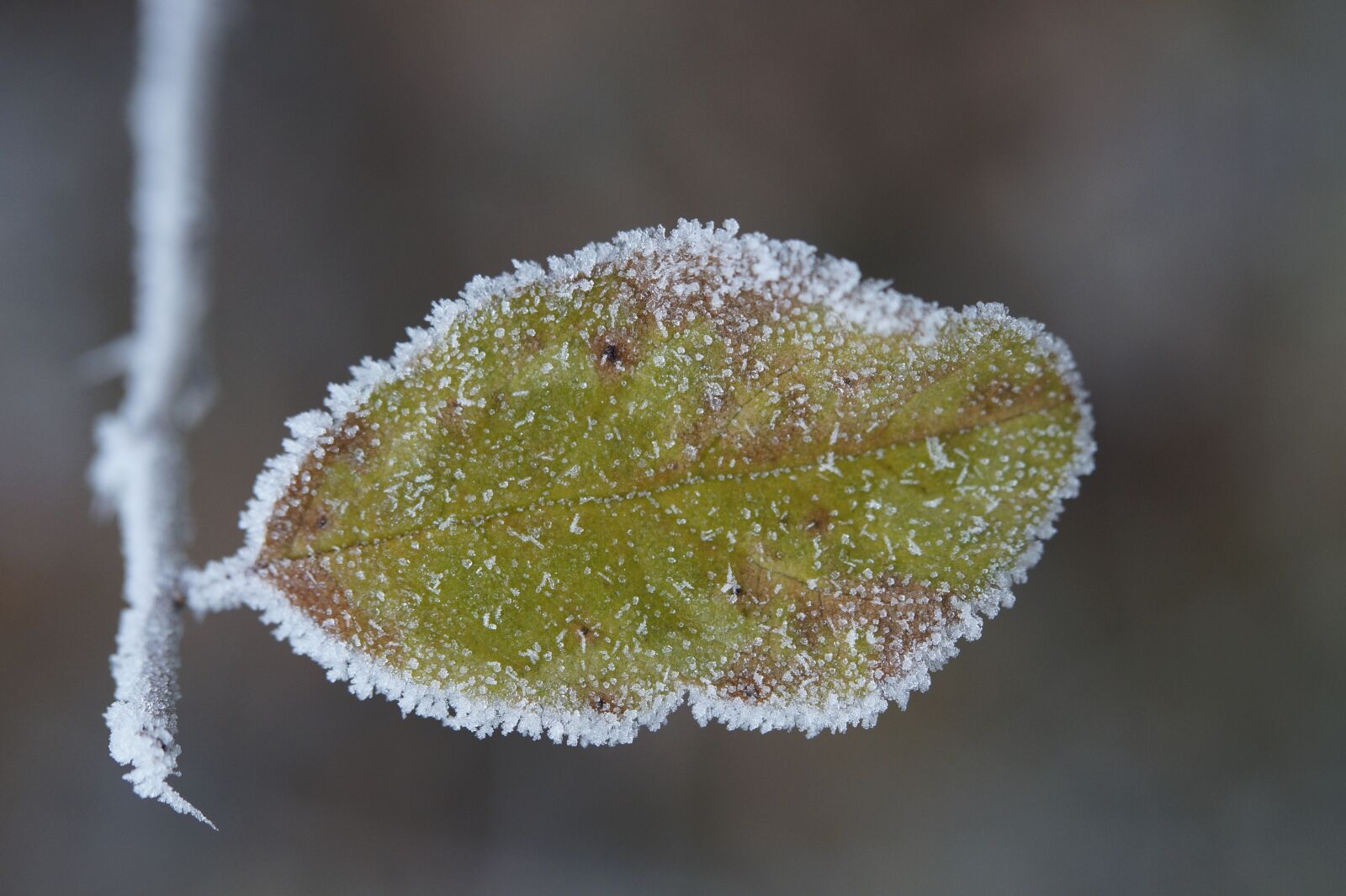 Tamron SP AF 60mm F2 Di II LD IF Macro sample photo. Leaf, frozen, cold photography