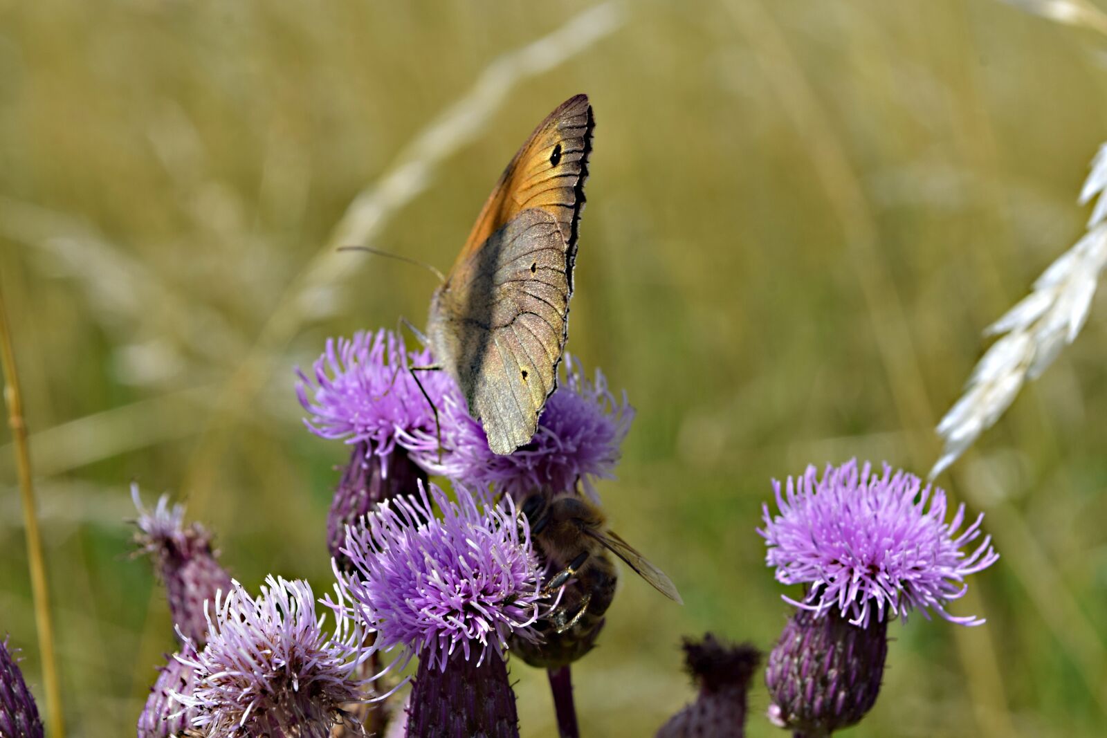 Nikon D5300 sample photo. Butterfly, field bloom, meadow photography