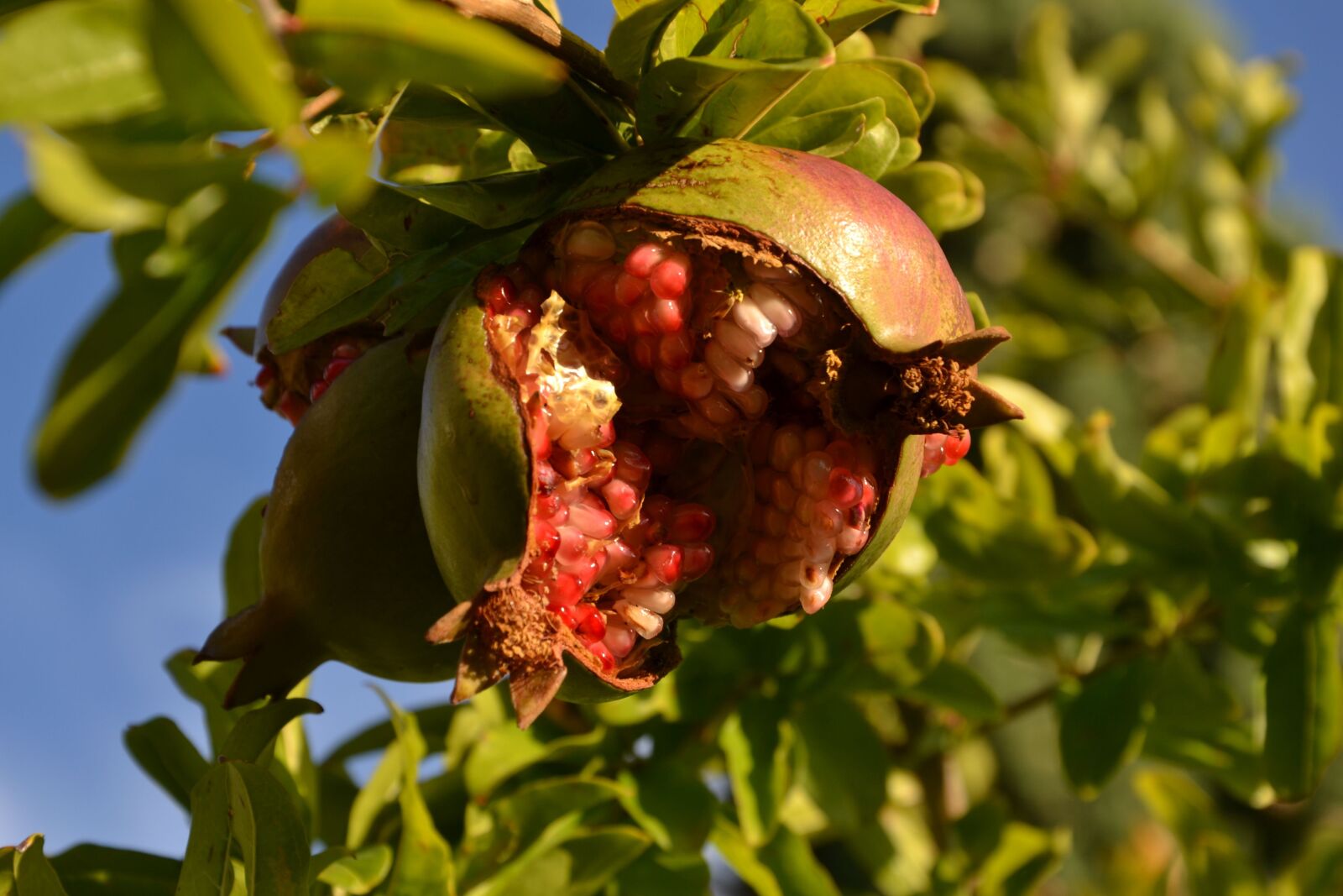 Nikon D3100 sample photo. Pomegranate, fruit, southern fruits photography