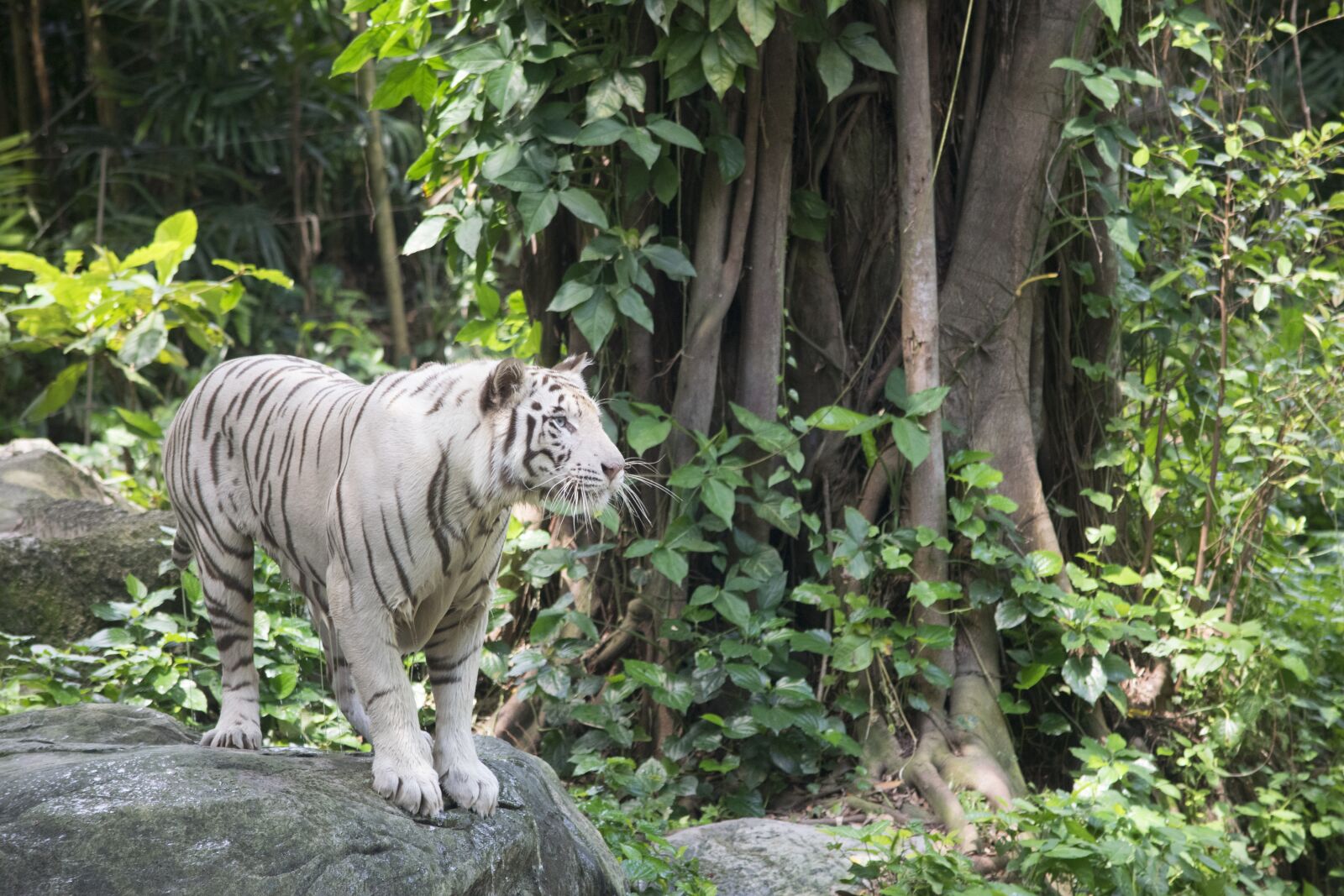 Nikon D5300 sample photo. White tiger, tigers, cat photography