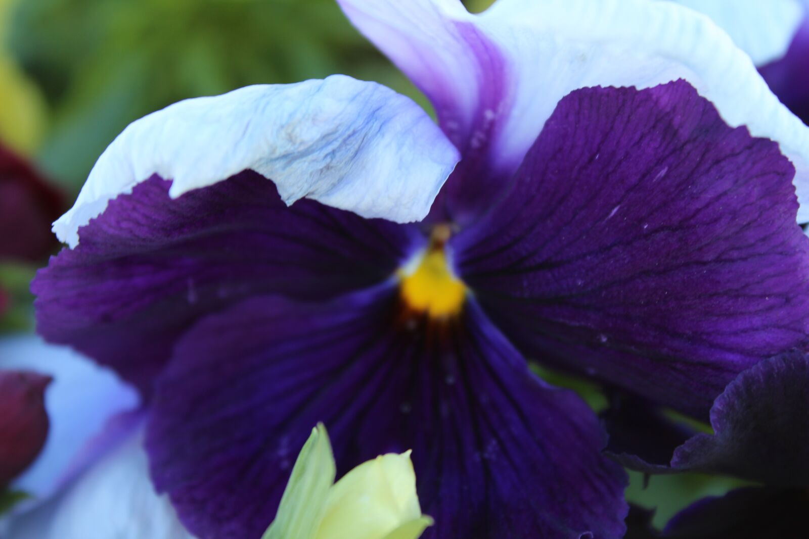 Canon EOS 1300D (EOS Rebel T6 / EOS Kiss X80) sample photo. Flower, view, nature photography