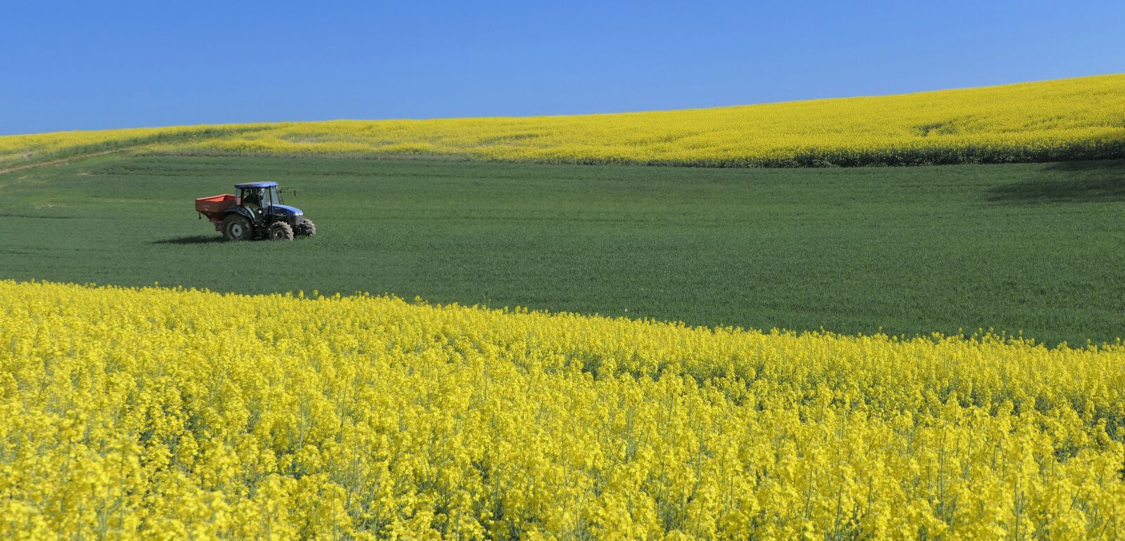 Panasonic Lumix DMC-FZ2500 (Lumix DMC-FZ2000) sample photo. Rapeseed, field, yellow photography