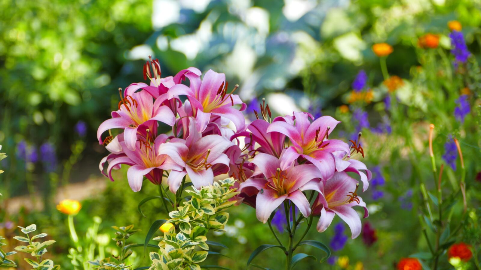Panasonic Lumix DMC-FZ1000 sample photo. Lilies, flowers, summer photography
