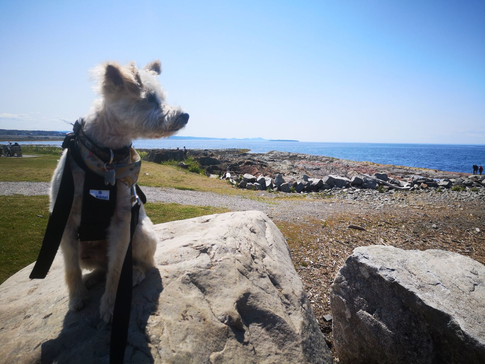 HUAWEI P20 sample photo. Dog, sky, blue photography