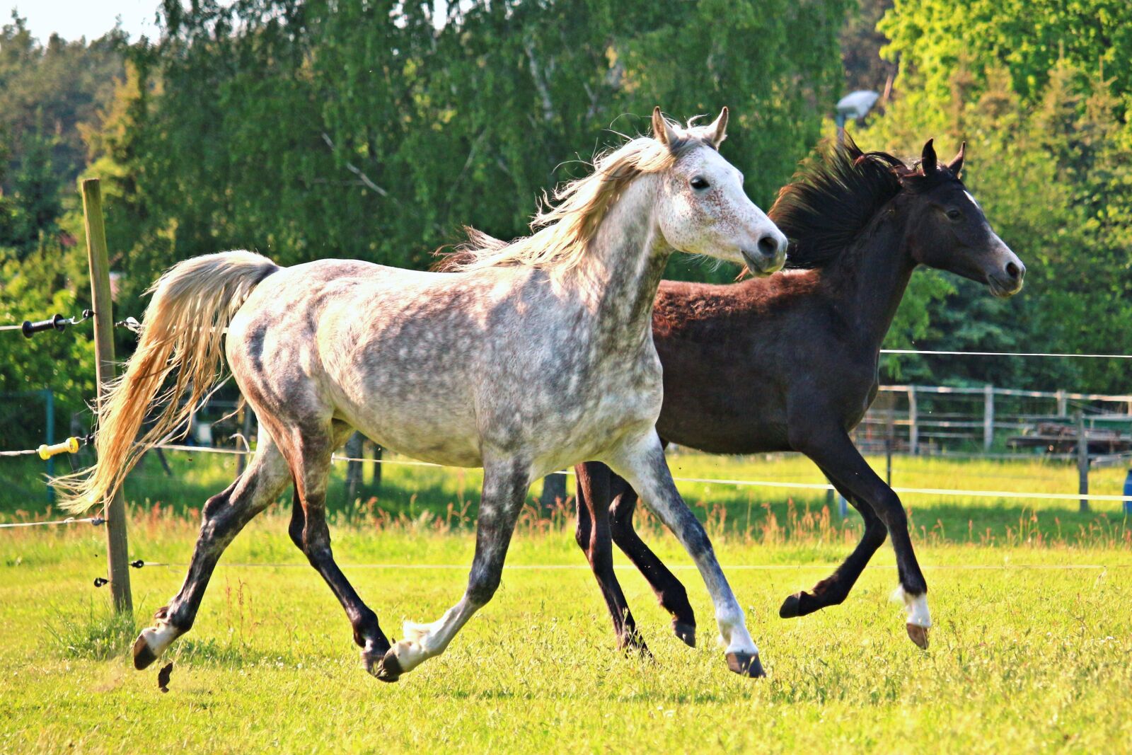 Canon EOS 100D (EOS Rebel SL1 / EOS Kiss X7) sample photo. Horse, mold, trot photography