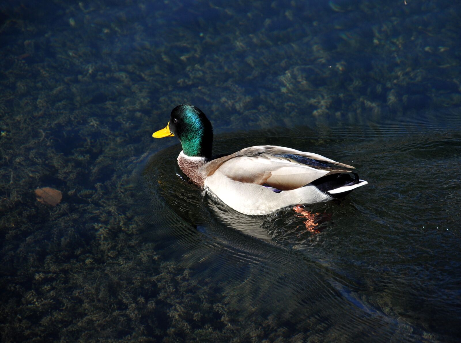 Nikon D90 sample photo. Mallard, anas platyrhynchos, duck photography